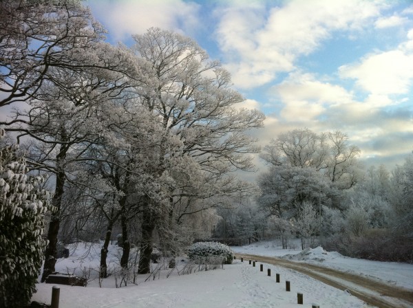 Snow Nov 2010